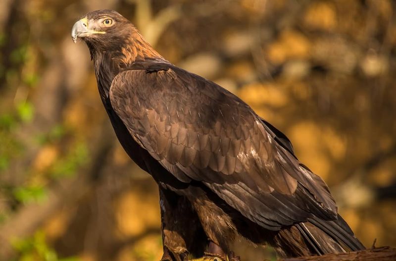 Golden Eagle In Mexico