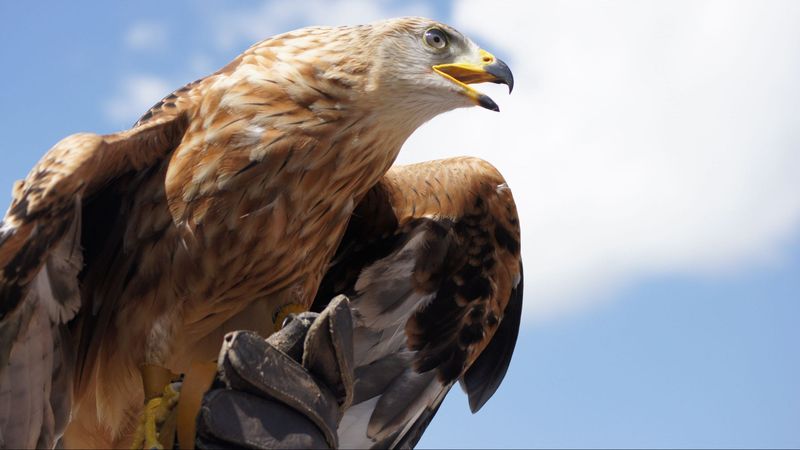 Golden Eagles