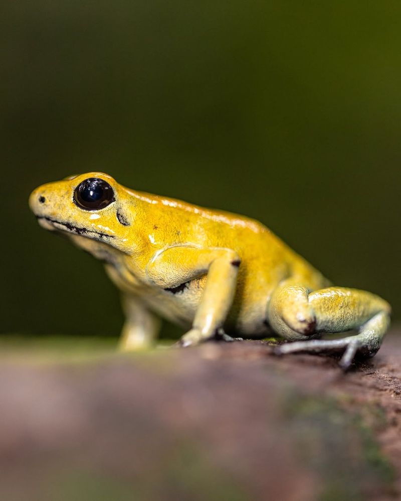 Golden Poison Frog