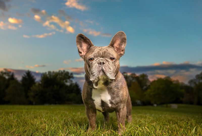 French Bulldog