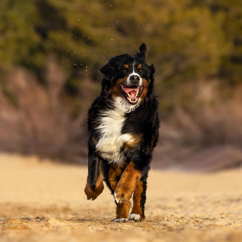 Bernese Mountain Dog