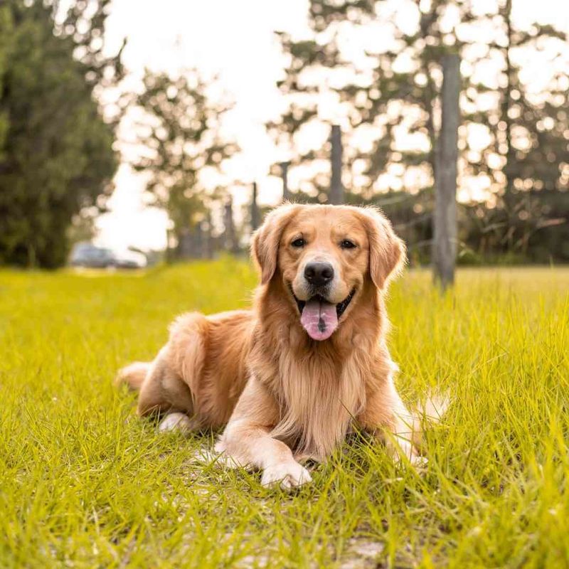 Golden Retriever