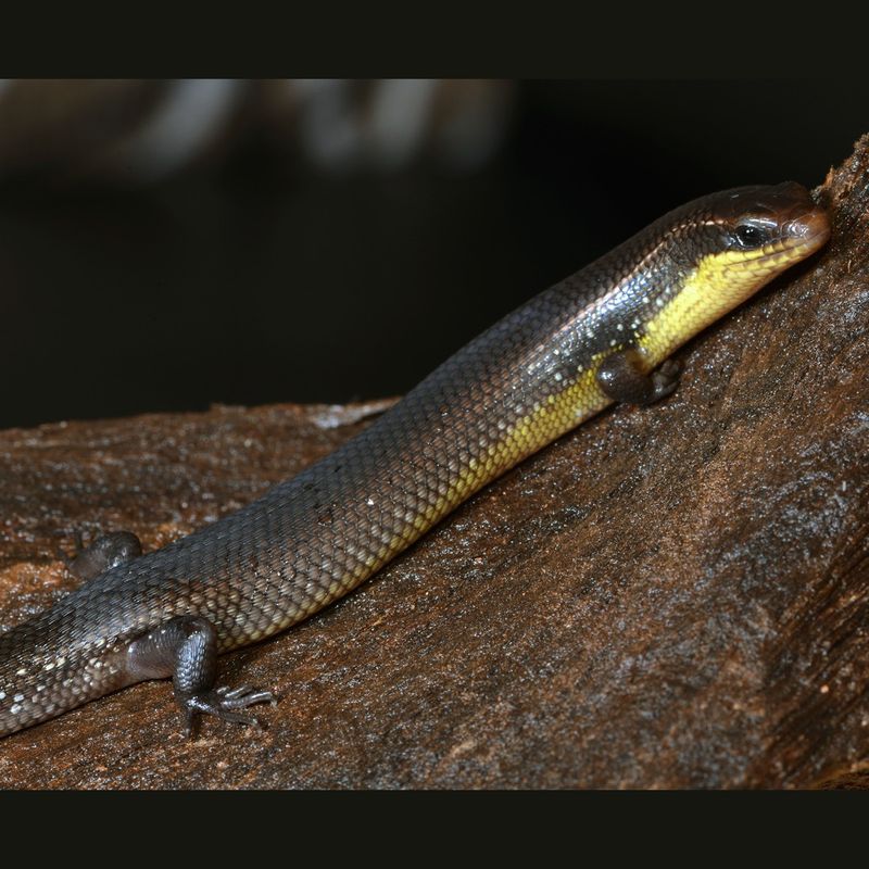 Golden Skink