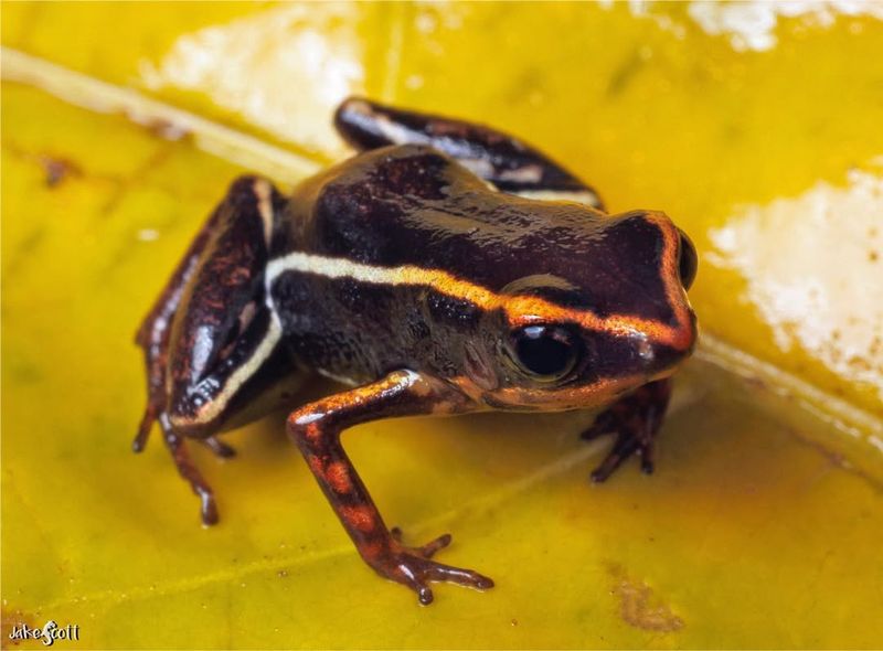 Dwarf Frog