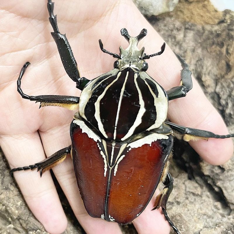 Goliath Beetle