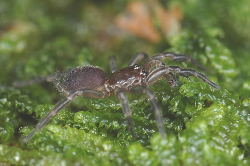 Spruce Fir Moss Spider