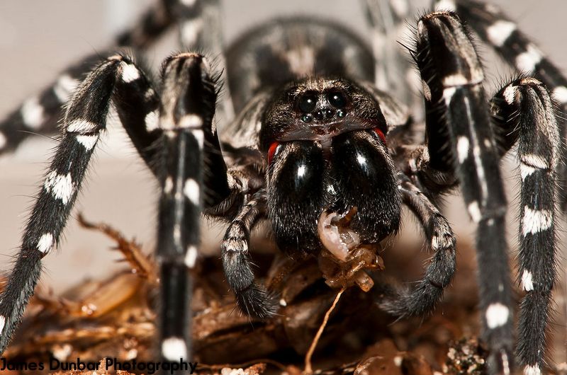 Desertas Wolf Spider – A Giant In Danger