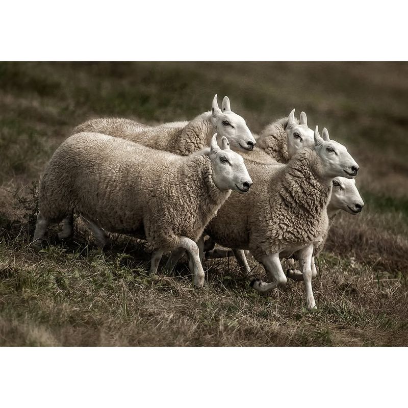 Cheviot Sheep