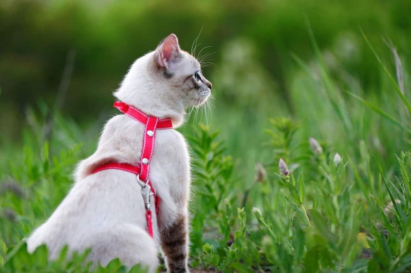 Gradually Phase Out Outdoor Access