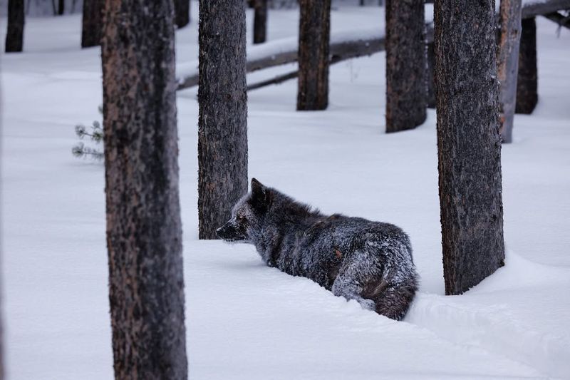 Wood Buffalo National Park, Canada