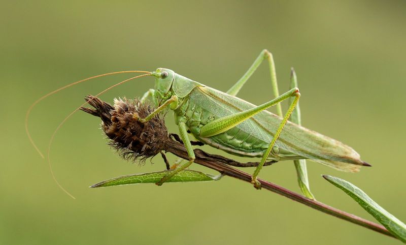 Grasshopper’s Missing Leg Gives A Clue