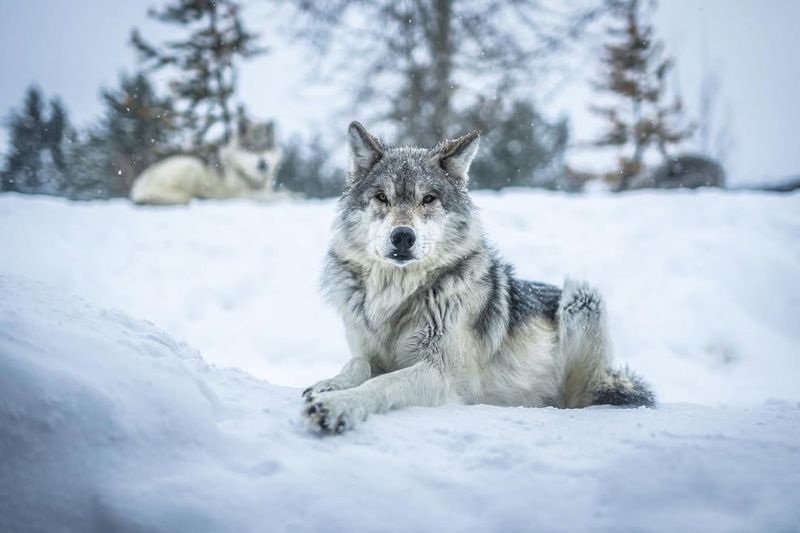 Gray Wolf: The Largest Wolf