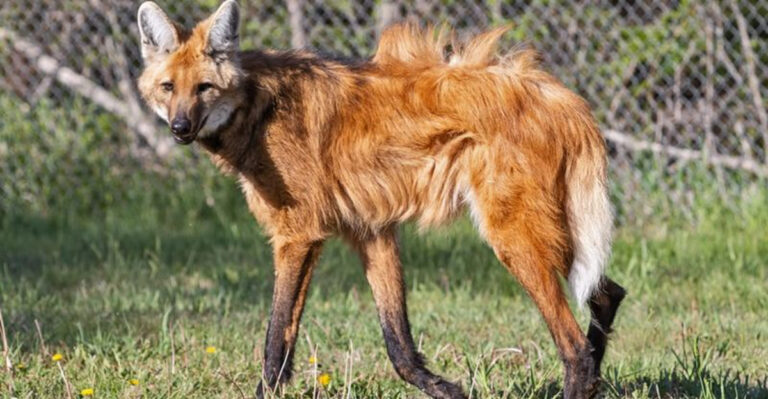 Gray, Red, Or Ethiopian: What Is The Largest Wolf Species?