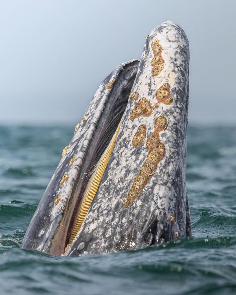 Gray Whale