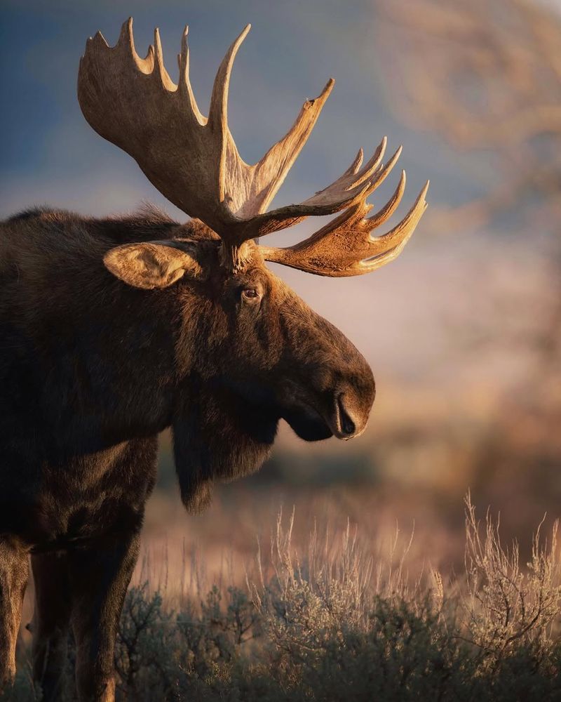 Moose