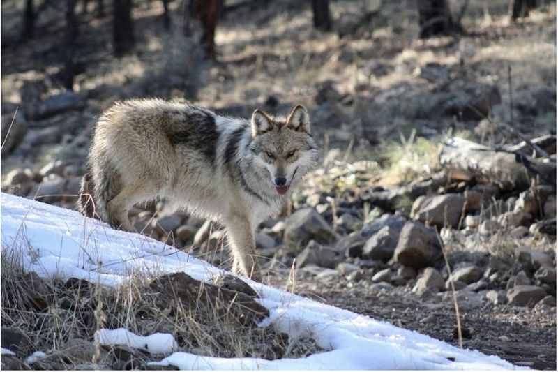 Mexican Gray Wolf (Canis Lupus Baileyi)