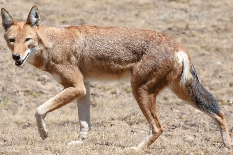 Ethiopian Wolf: A Rare Gem