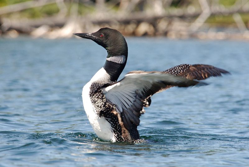 Common Loon