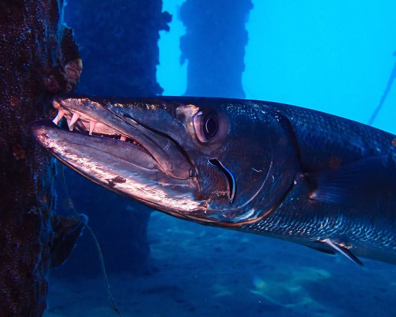 Great Barracuda