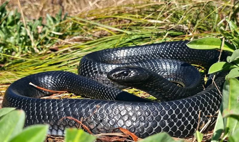 Eastern Indigo Snake