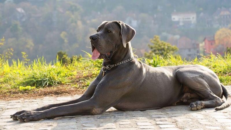 Great Dane