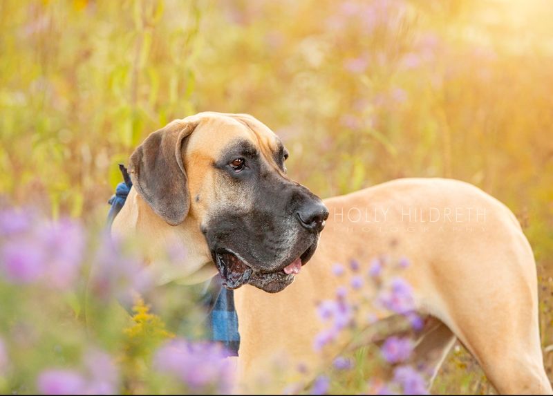 Great Dane