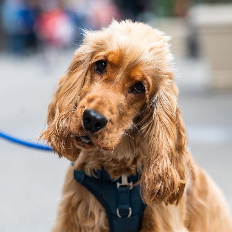 Cocker Spaniel