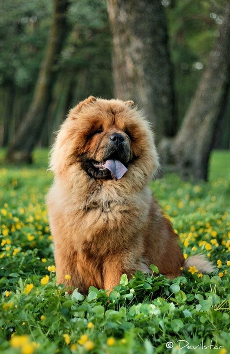 Chow Chow