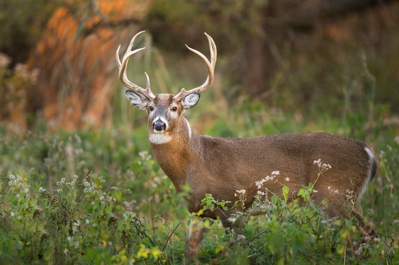 White-tailed Deer