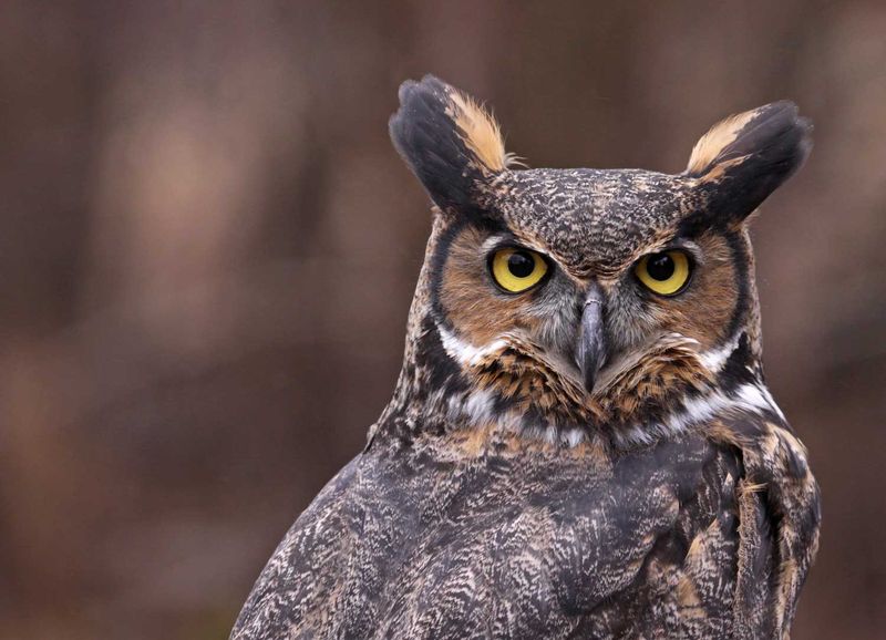 Great Horned Owls