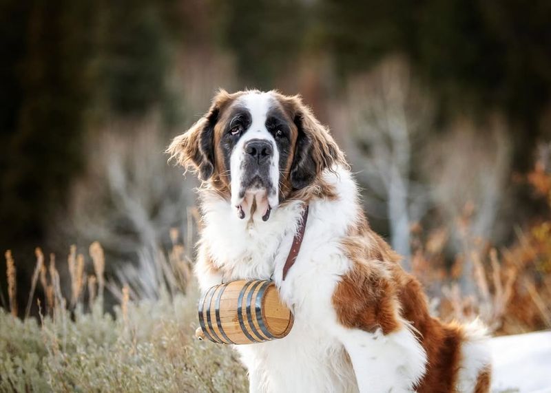 Saint Bernard