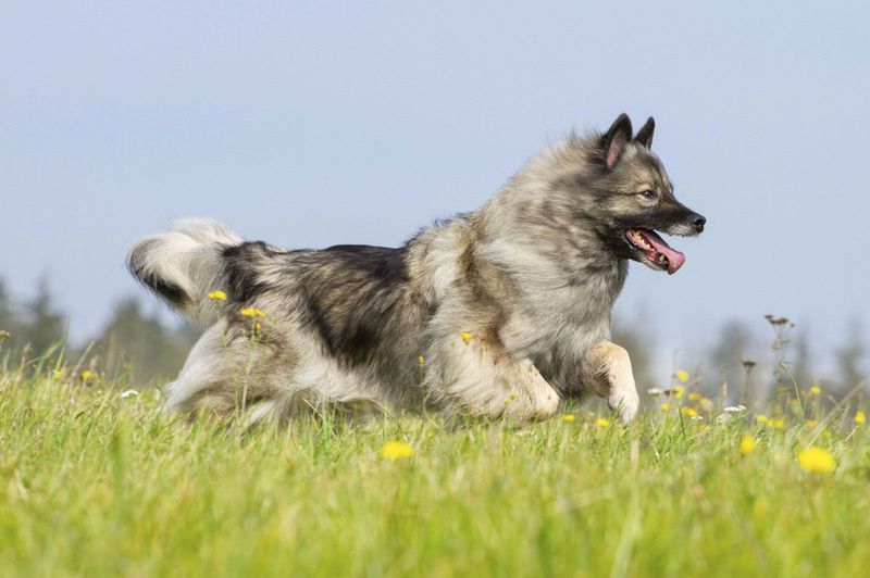 Keeshond