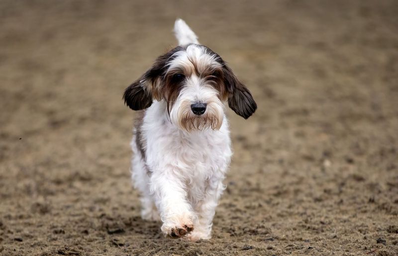 Petit Basset Griffon Vendéen