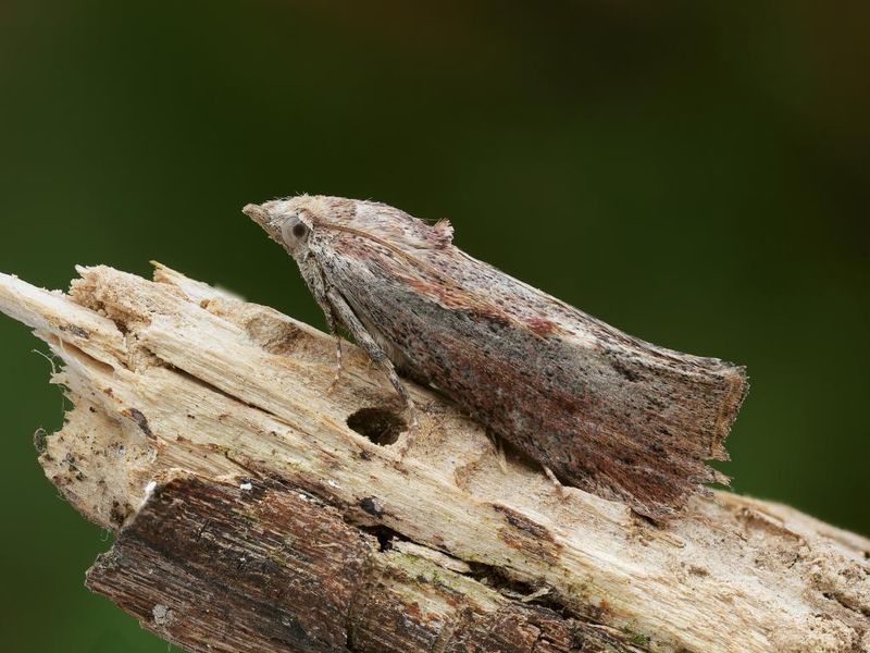 Greater Wax Moths