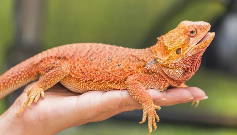 Bearded Dragon