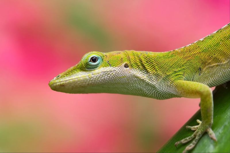 Green Anole