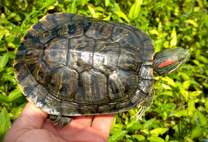 Red-eared Slider