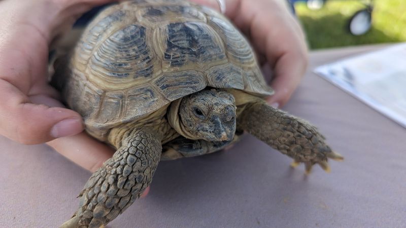 Russian Tortoise