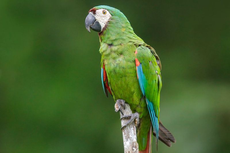 Green Macaw