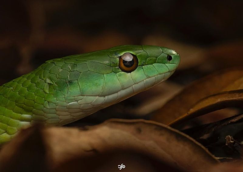 Western Green Racer