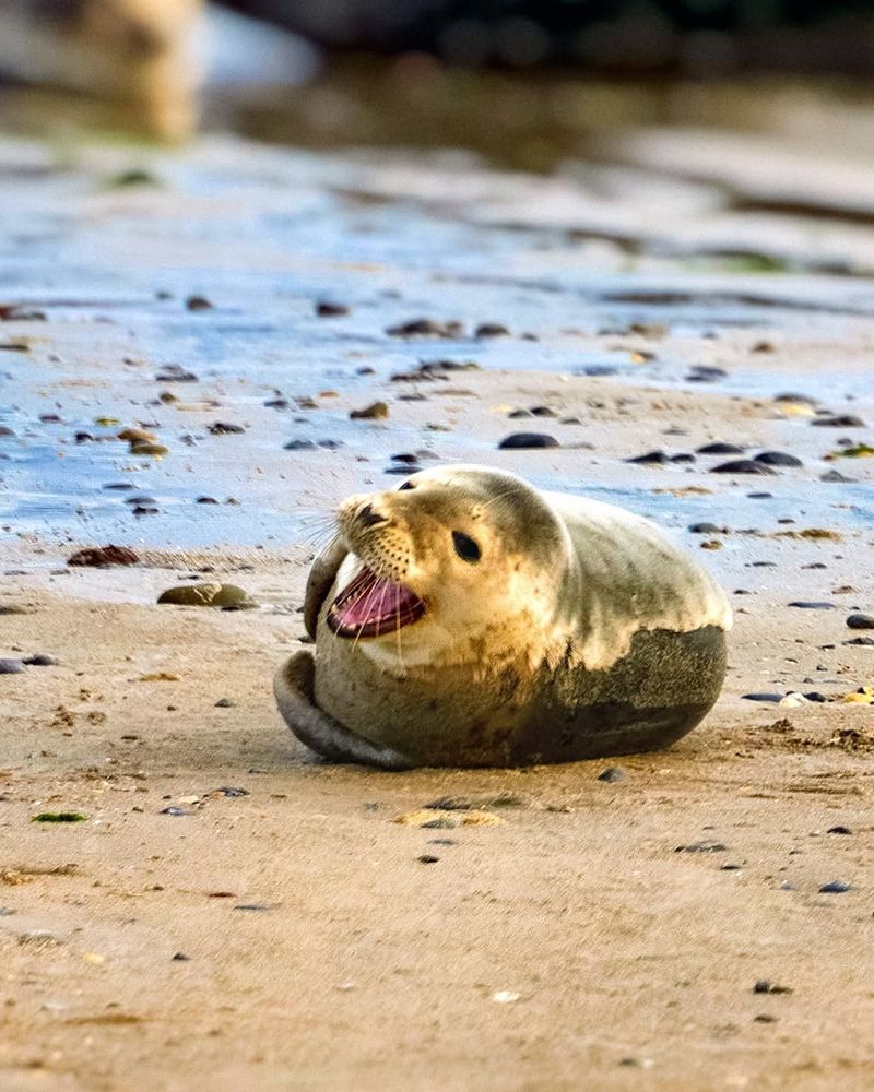 Common Seal