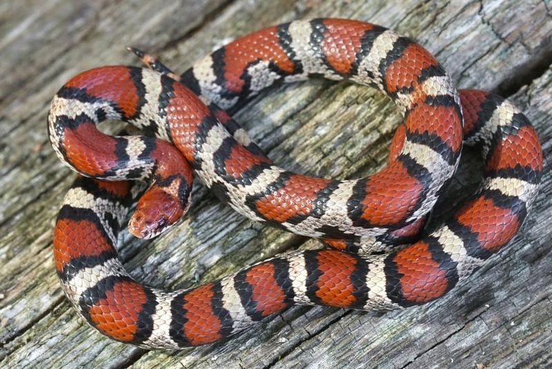 Milk Snake