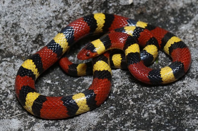 Scarlet Kingsnake