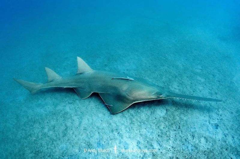 Sawfish