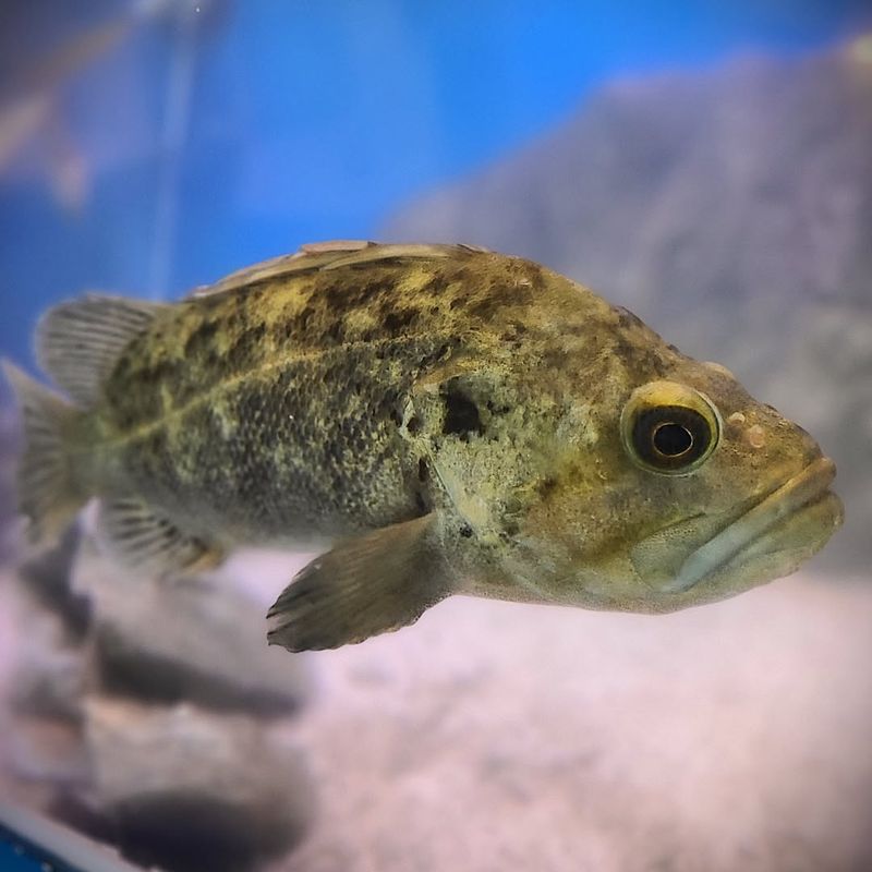 Rougheye Rockfish