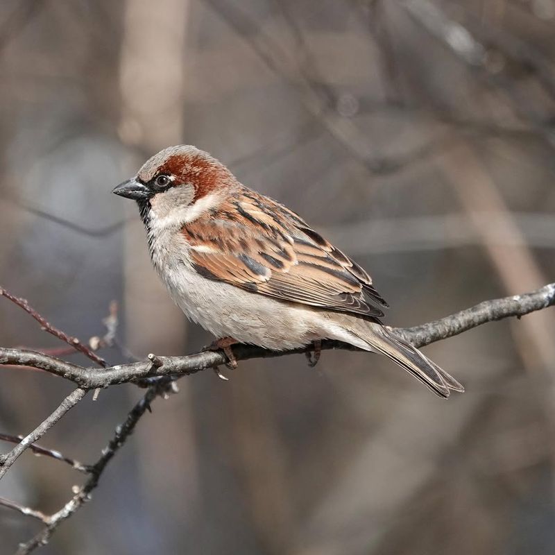 House Sparrow