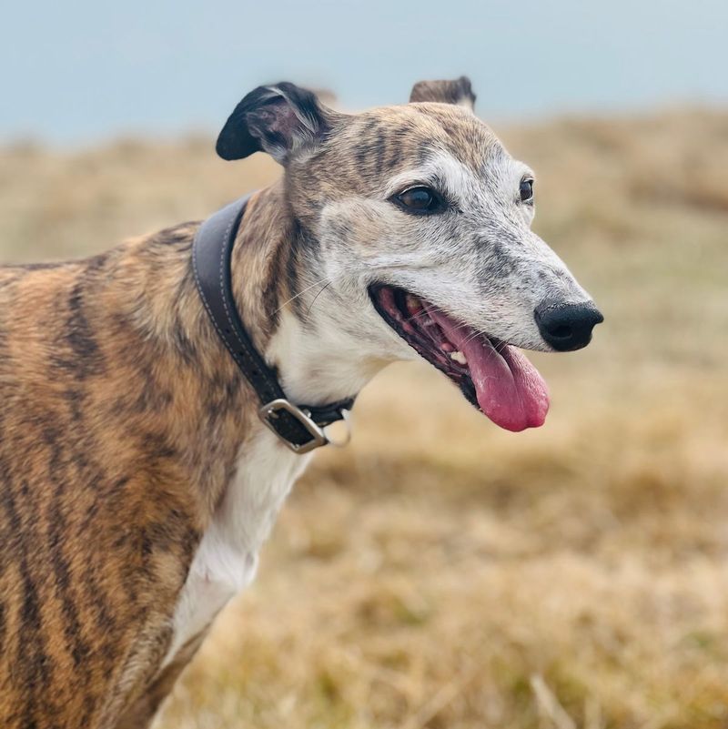 Greyhound