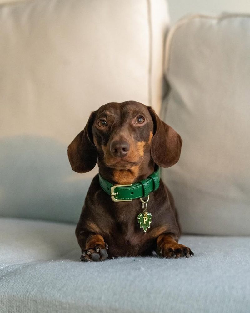 Dachshund