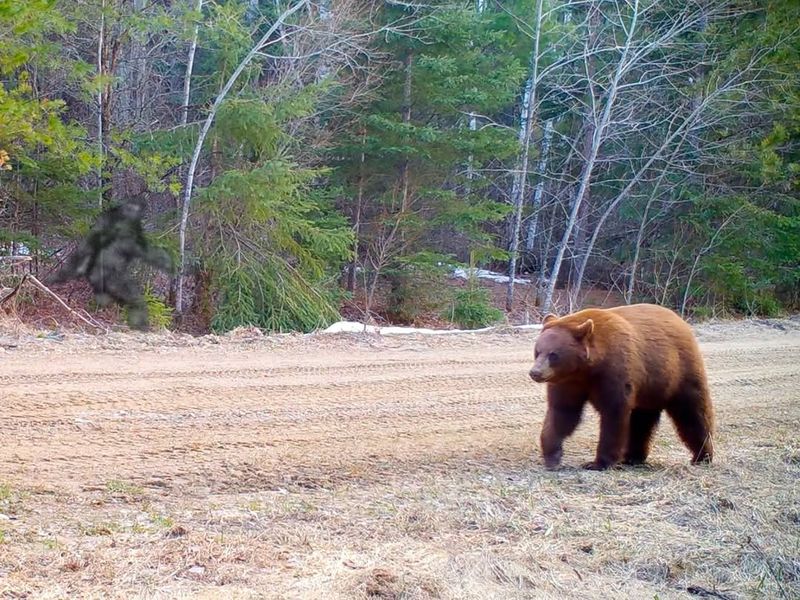 Grizzly–Black Bear Hybrid