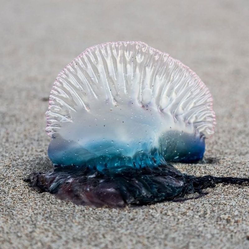 Portuguese Man O’ War